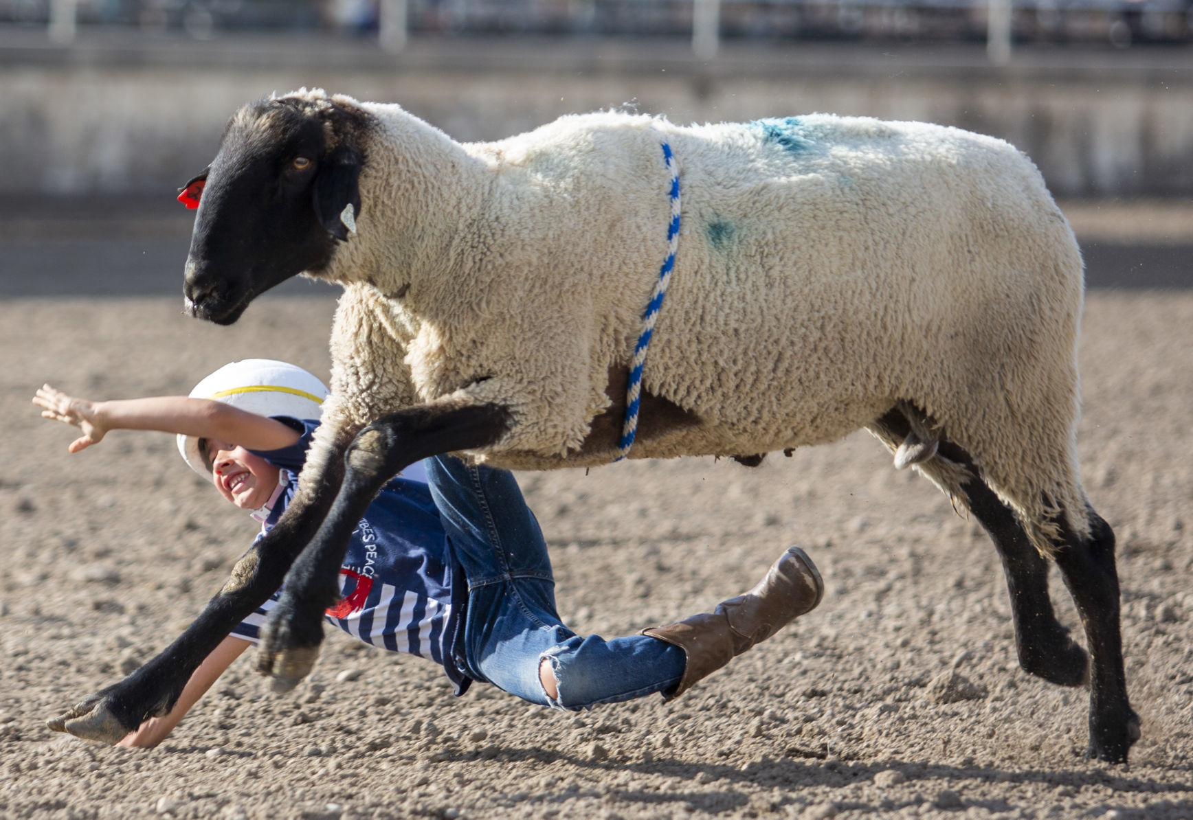 Mutton Busting in Minidoka